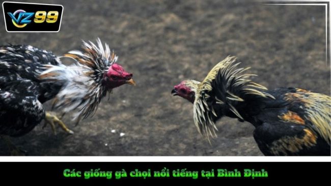 da ga binh dinh 3