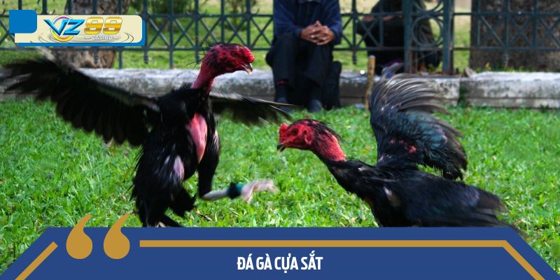 Đá gà cựa sắt